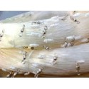 Swordfish, tuna - 2.0mm x 500m x 25 swivels